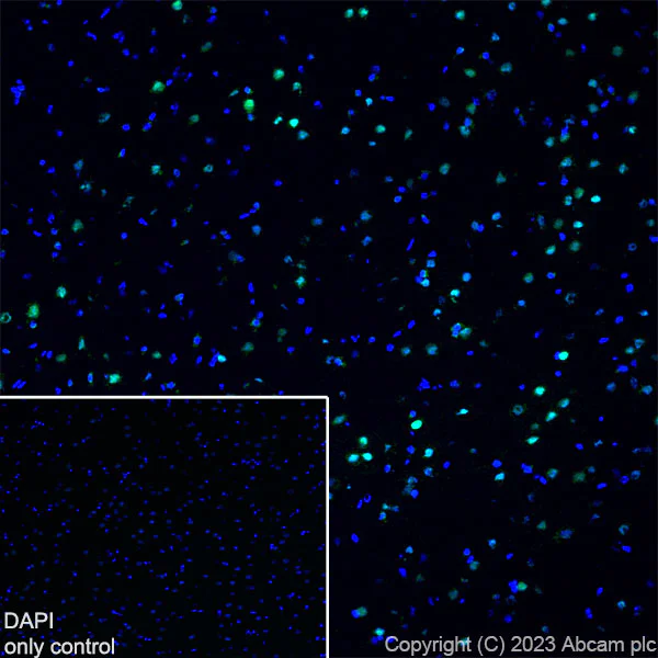 Immunohistochemistry (Frozen sections) - Alexa Fluor® 488 Anti-TBR1 antibody [EPR8138(2)] (AB314472)