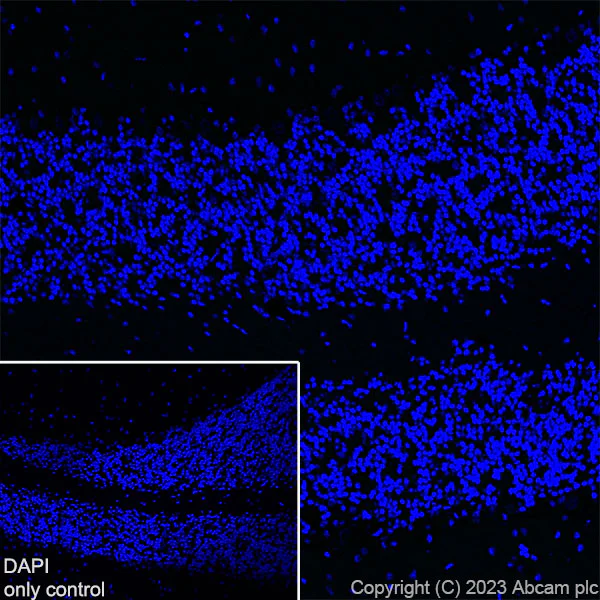 Immunohistochemistry (Frozen sections) - Alexa Fluor® 488 Anti-TBR1 antibody [EPR8138(2)] (AB314472)