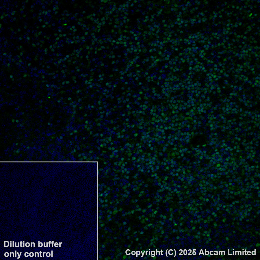 Immunohistochemistry (Formalin/PFA-fixed paraffin-embedded sections) - Alexa Fluor® 488 Anti-TCF7 antibody [EPR28579-5] (AB323448), expandable thumbnail