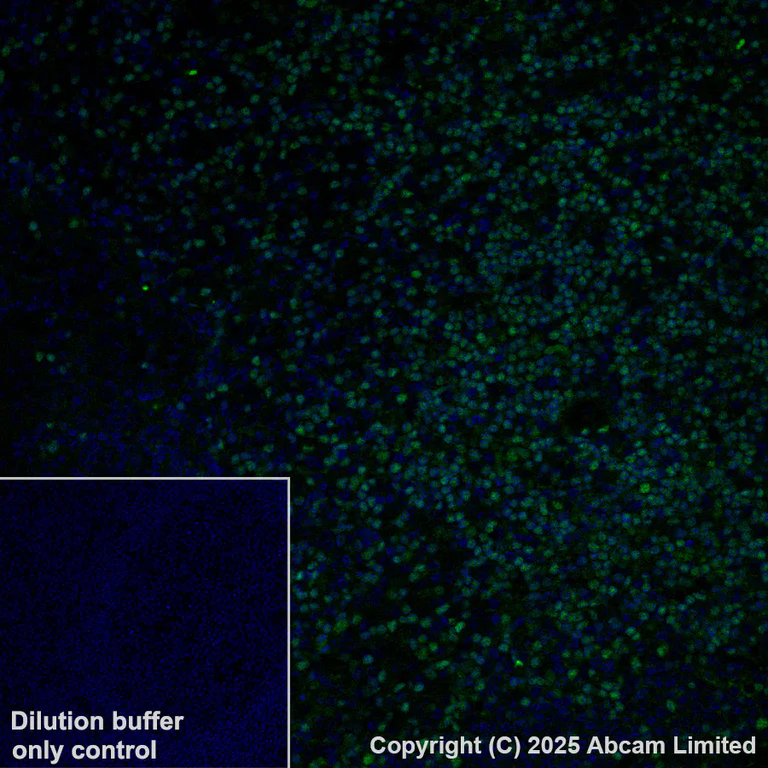 Immunohistochemistry (Formalin/PFA-fixed paraffin-embedded sections) - Alexa Fluor® 488 Anti-TCF7 antibody [EPR28579-5] (AB323448)