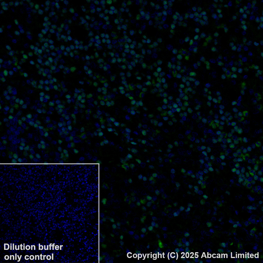 Immunohistochemistry (Formalin/PFA-fixed paraffin-embedded sections) - Alexa Fluor® 488 Anti-TCF7 antibody [EPR28579-5] (AB323448), expandable thumbnail