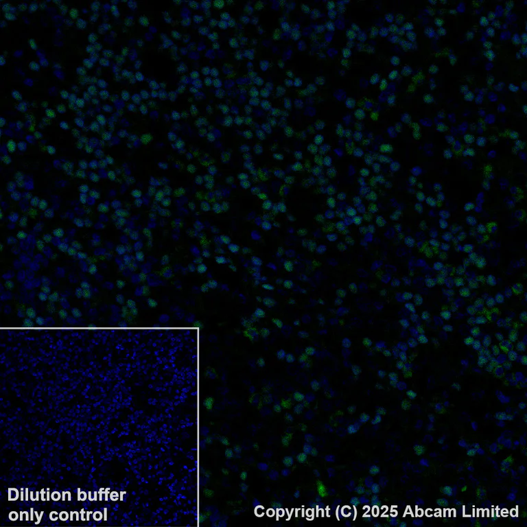 Immunohistochemistry (Formalin/PFA-fixed paraffin-embedded sections) - Alexa Fluor® 488 Anti-TCF7 antibody [EPR28579-5] (AB323448)