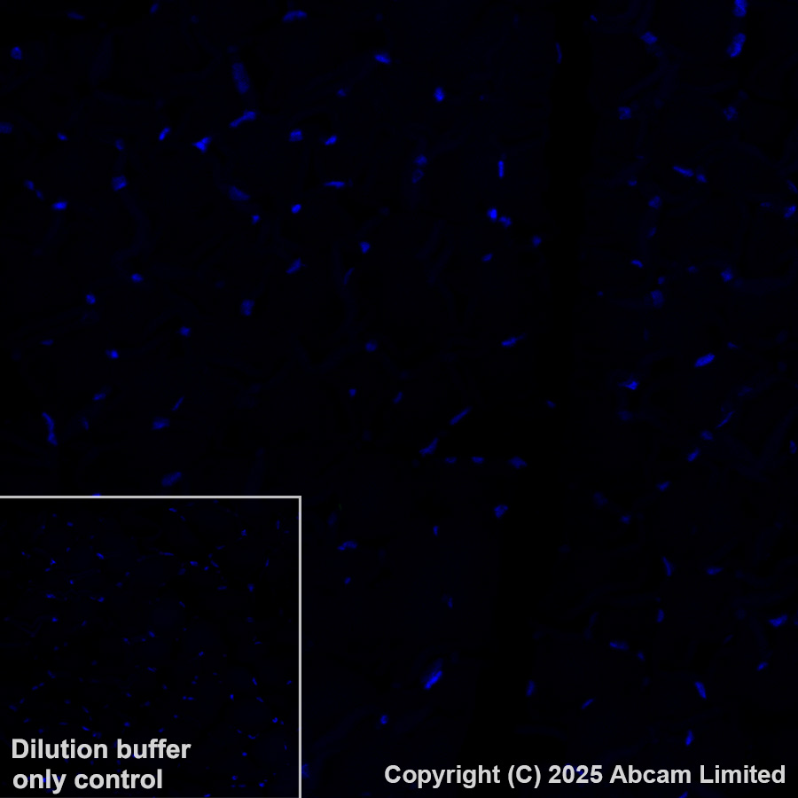 Immunohistochemistry (Formalin/PFA-fixed paraffin-embedded sections) - Alexa Fluor® 488 Anti-TCF7 antibody [EPR28579-5] (AB323448), expandable thumbnail