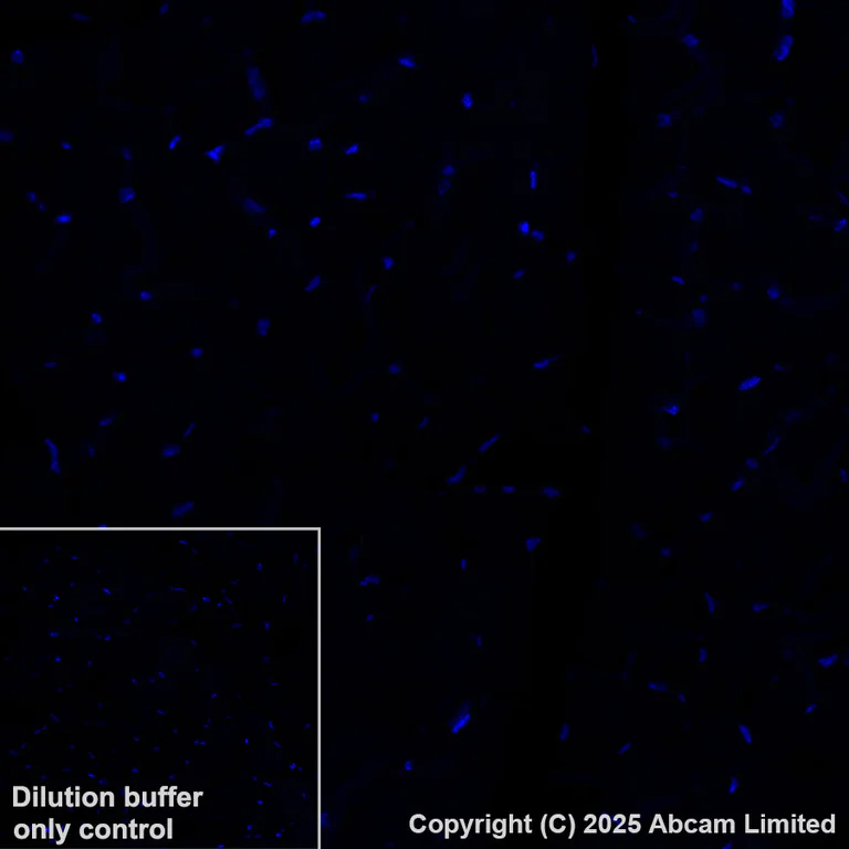 Immunohistochemistry (Formalin/PFA-fixed paraffin-embedded sections) - Alexa Fluor® 488 Anti-TCF7 antibody [EPR28579-5] (AB323448)