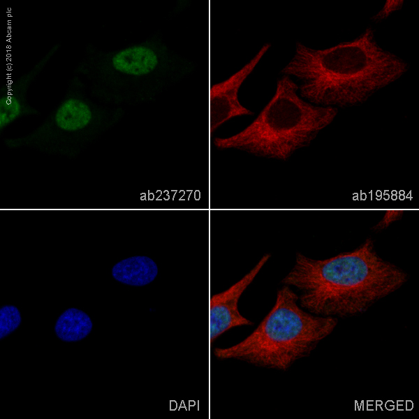 Immunocytochemistry/ Immunofluorescence - Alexa Fluor® 488 Anti-TDP43 antibody [EPR18554] (AB237270), expandable thumbnail