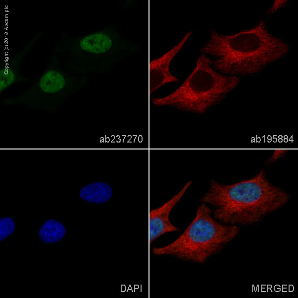 Immunocytochemistry/ Immunofluorescence - Alexa Fluor® 488 Anti-TDP43 antibody [EPR18554] (AB237270)