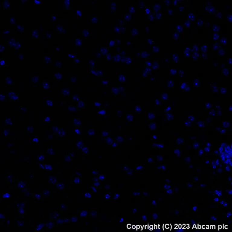Immunohistochemistry (Formalin/PFA-fixed paraffin-embedded sections) - Alexa Fluor® 488 Anti-TGF beta 1 antibody [EPR21143] (AB313729)