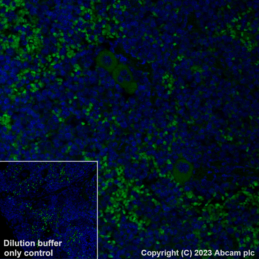 Immunohistochemistry (Formalin/PFA-fixed paraffin-embedded sections) - Alexa Fluor® 488 Anti-TGF beta 1 antibody [EPR21143] (AB313729), expandable thumbnail