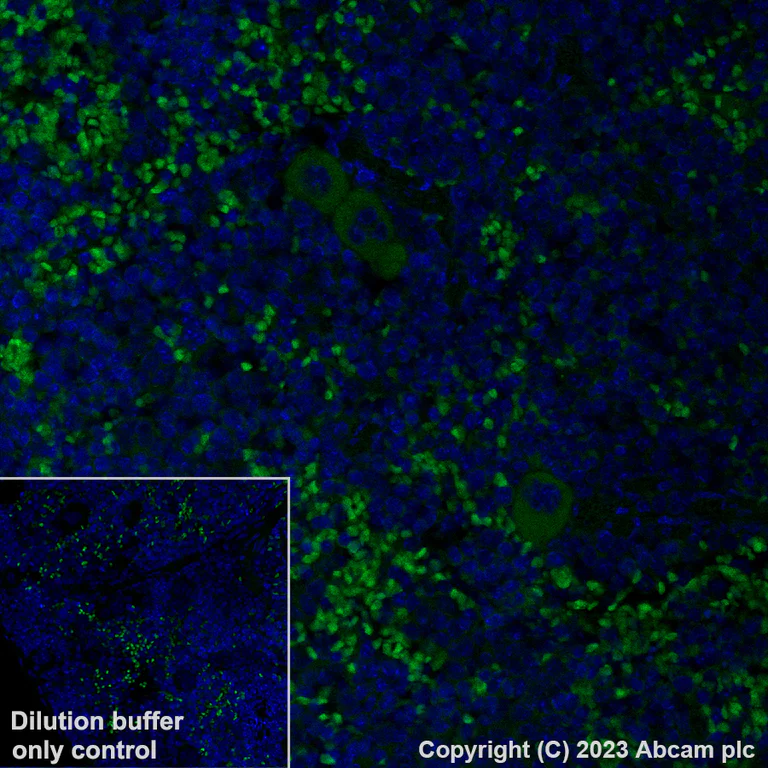 Immunohistochemistry (Formalin/PFA-fixed paraffin-embedded sections) - Alexa Fluor® 488 Anti-TGF beta 1 antibody [EPR21143] (AB313729)