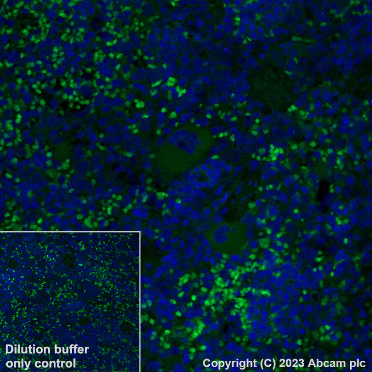 Immunohistochemistry (Formalin/PFA-fixed paraffin-embedded sections) - Alexa Fluor® 488 Anti-TGF beta 1 antibody [EPR21143] (AB313729)