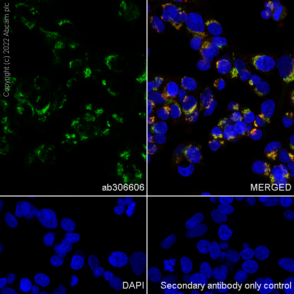 Immunocytochemistry/ Immunofluorescence - Alexa Fluor® 488 Anti-TGN46 antibody [EPR24770-16] - Golgi Marker (AB306606), expandable thumbnail