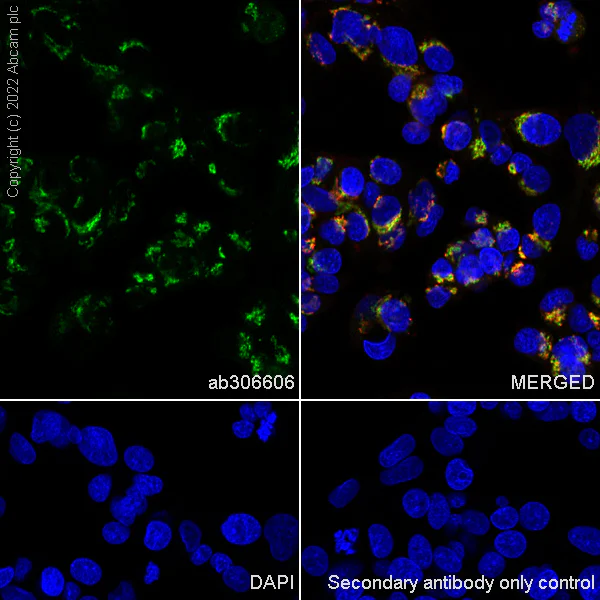 Immunocytochemistry/ Immunofluorescence - Alexa Fluor® 488 Anti-TGN46 antibody [EPR24770-16] - Golgi Marker (AB306606)