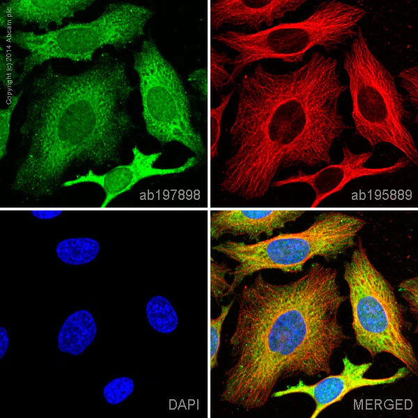 Immunocytochemistry/ Immunofluorescence - Alexa Fluor® 488 Anti-Thymidylate Synthase antibody [EPR4545] (AB197898)