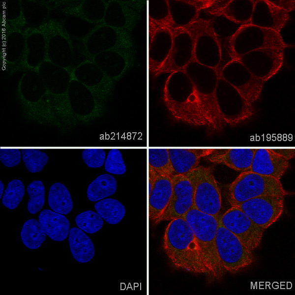 Immunocytochemistry/ Immunofluorescence - Alexa Fluor® 488 Anti-Thyroglobulin antibody [EPR9730] (AB214872), expandable thumbnail