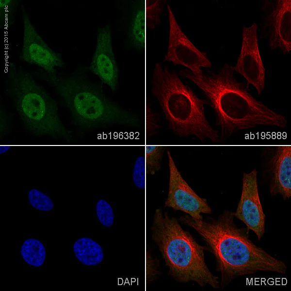 Immunocytochemistry/ Immunofluorescence - Alexa Fluor® 488 Anti-TIA1 antibody [EPR9304] (AB196382)