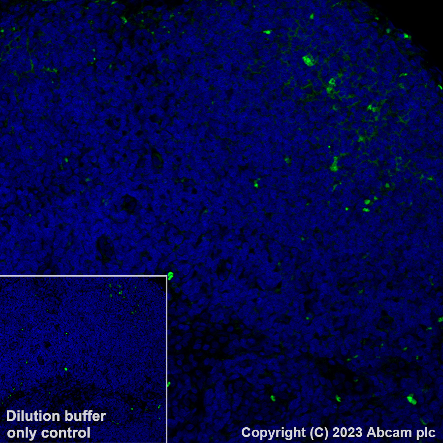 Immunohistochemistry (Formalin/PFA-fixed paraffin-embedded sections) - Alexa Fluor® 488 Anti-TIGIT antibody [EPR26037-152] (AB308535), expandable thumbnail
