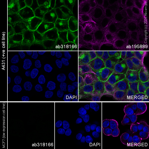Immunocytochemistry/ Immunofluorescence - Alexa Fluor® 488 Anti-Tissue Factor antibody [EPR22548-232] (AB318166), expandable thumbnail