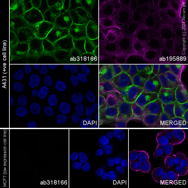 Immunocytochemistry/ Immunofluorescence - Alexa Fluor® 488 Anti-Tissue Factor antibody [EPR22548-232] (AB318166)