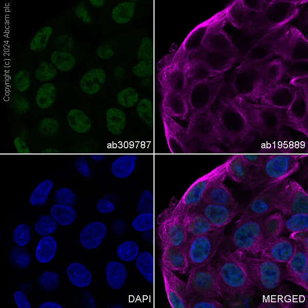 Immunocytochemistry/ Immunofluorescence - Alexa Fluor® 488 Anti-TLS/FUS antibody [EPR5812] (AB309787)