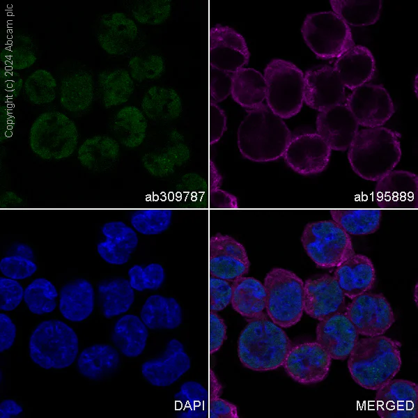Immunocytochemistry/ Immunofluorescence - Alexa Fluor® 488 Anti-TLS/FUS antibody [EPR5812] (AB309787)