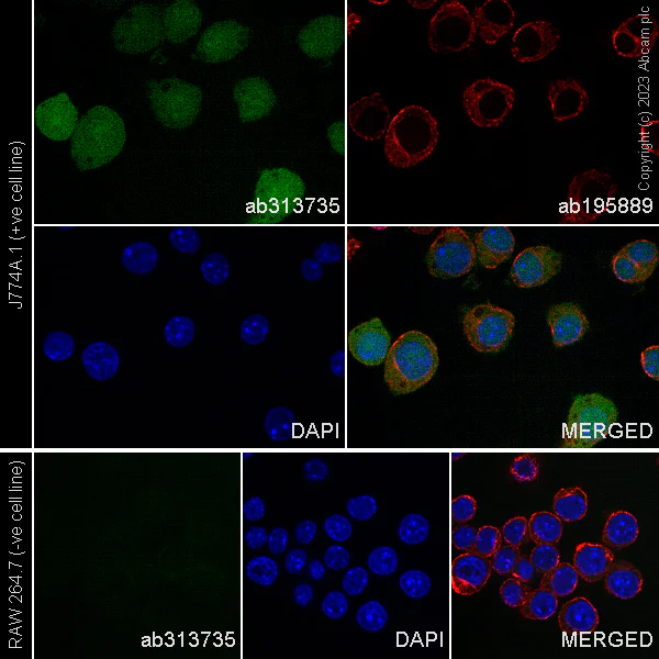 Immunocytochemistry/ Immunofluorescence - Alexa Fluor® 488 Anti-TMS1/ASC antibody [EPR28201-61] (AB313735)
