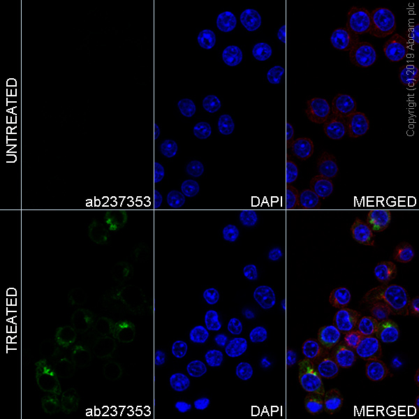 Immunocytochemistry/ Immunofluorescence - Alexa Fluor® 488 Anti-TNF alpha antibody [EPR20972] (AB237353)