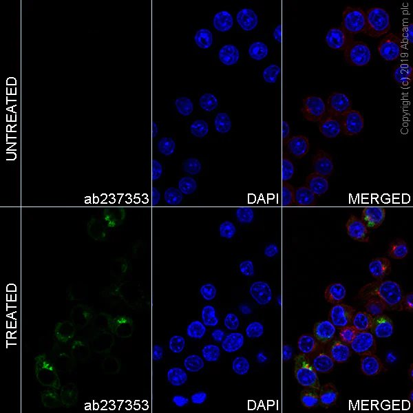 Immunocytochemistry/ Immunofluorescence - Alexa Fluor® 488 Anti-TNF alpha antibody [EPR20972] (AB237353)