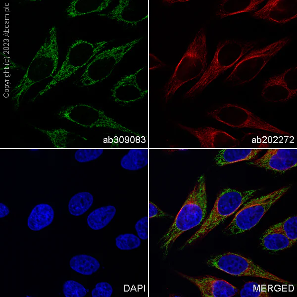 Immunocytochemistry/ Immunofluorescence - Alexa Fluor® 488 Anti-TOMM20 antibody [EPR15581-39] - Rat IgG2a (Chimeric) (AB309083)