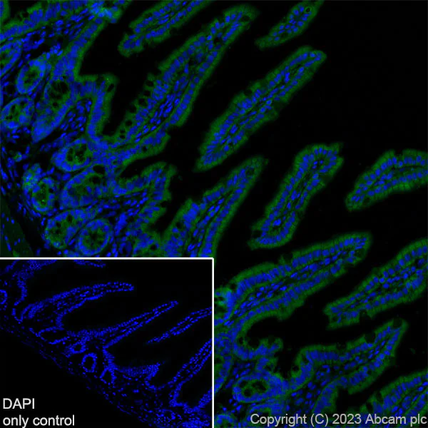 Immunohistochemistry (Frozen sections) - Alexa Fluor® 488 Anti-TOMM20 antibody [EPR15581-39] - Rat IgG2a (Chimeric) (AB309083)