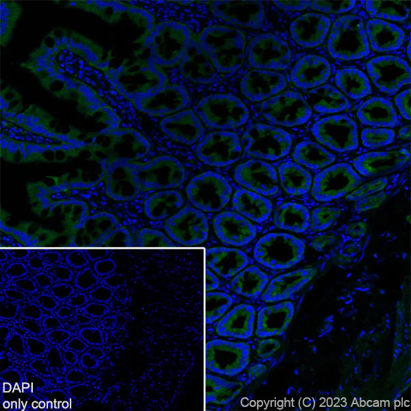 Immunohistochemistry (Frozen sections) - Alexa Fluor® 488 Anti-TOMM20 antibody [EPR15581-39] - Rat IgG2a (Chimeric) (AB309083)
