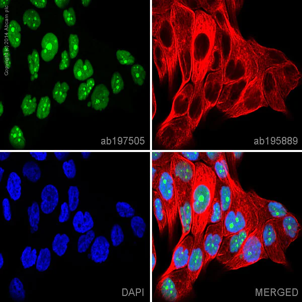 Immunocytochemistry/ Immunofluorescence - Alexa Fluor® 488 Anti-Topoisomerase I antibody [EPR5375] (AB197505)