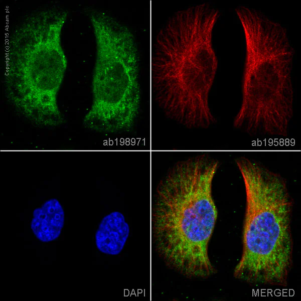 Immunocytochemistry/ Immunofluorescence - Alexa Fluor® 488 Anti-TRAF2 antibody [EPR6048] (AB198971)