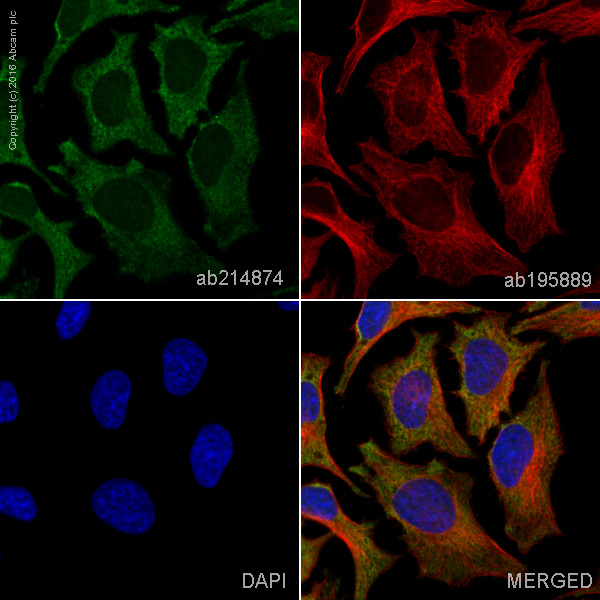 Immunocytochemistry/ Immunofluorescence - Alexa Fluor® 488 Anti-TRAF2 antibody [EPR7064] (AB214874)