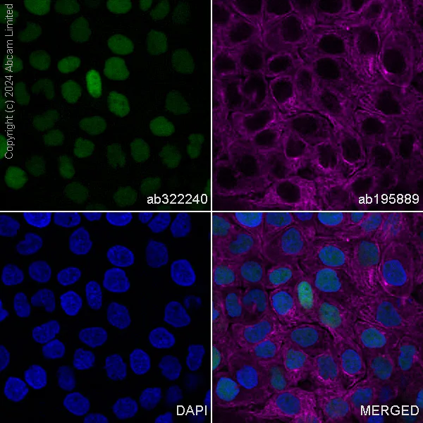 Immunocytochemistry/ Immunofluorescence - Alexa Fluor® 488 Anti-Transaldolase 1 antibody [EPR28140-51] (AB322240)