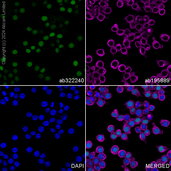 Immunocytochemistry/ Immunofluorescence - Alexa Fluor® 488 Anti-Transaldolase 1 antibody [EPR28140-51] (ab322240), expandable thumbnail