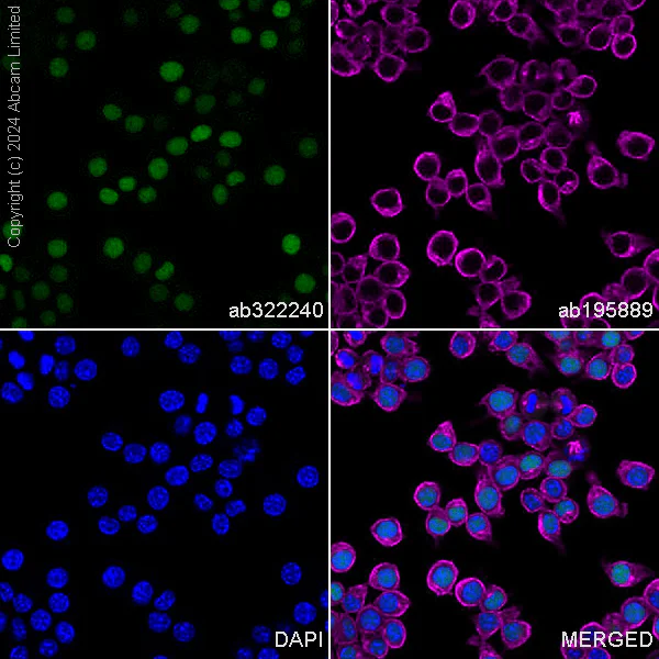 Immunocytochemistry/ Immunofluorescence - Alexa Fluor® 488 Anti-Transaldolase 1 antibody [EPR28140-51] (AB322240)