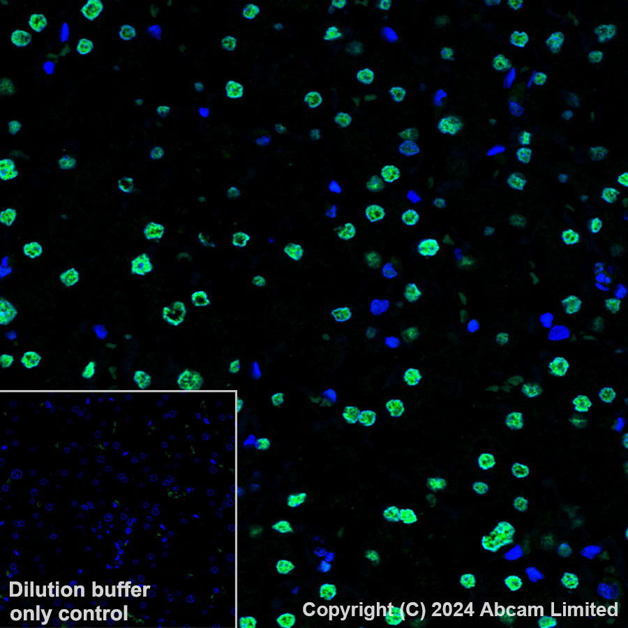 Immunohistochemistry (Formalin/PFA-fixed paraffin-embedded sections) - Alexa Fluor® 488 Anti-Transaldolase 1 antibody [EPR28140-51] (AB322240), expandable thumbnail
