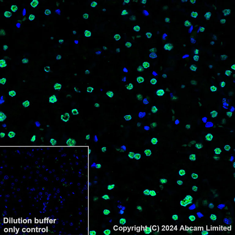 Immunohistochemistry (Formalin/PFA-fixed paraffin-embedded sections) - Alexa Fluor® 488 Anti-Transaldolase 1 antibody [EPR28140-51] (AB322240)