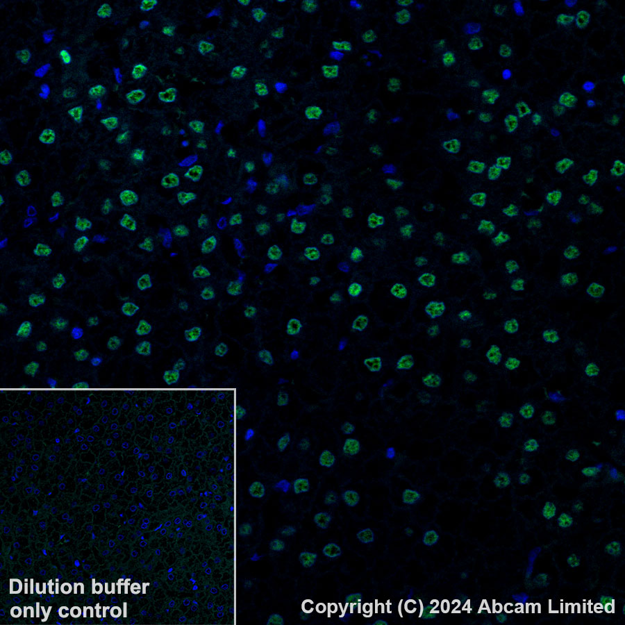 Immunohistochemistry (Formalin/PFA-fixed paraffin-embedded sections) - Alexa Fluor® 488 Anti-Transaldolase 1 antibody [EPR28140-51] (AB322240), expandable thumbnail