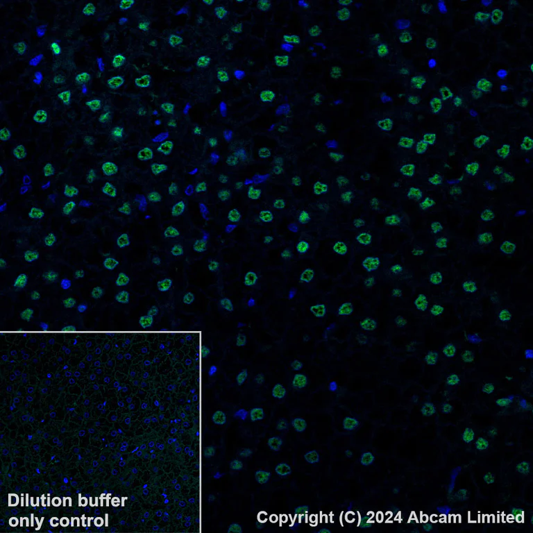 Immunohistochemistry (Formalin/PFA-fixed paraffin-embedded sections) - Alexa Fluor® 488 Anti-Transaldolase 1 antibody [EPR28140-51] (AB322240)