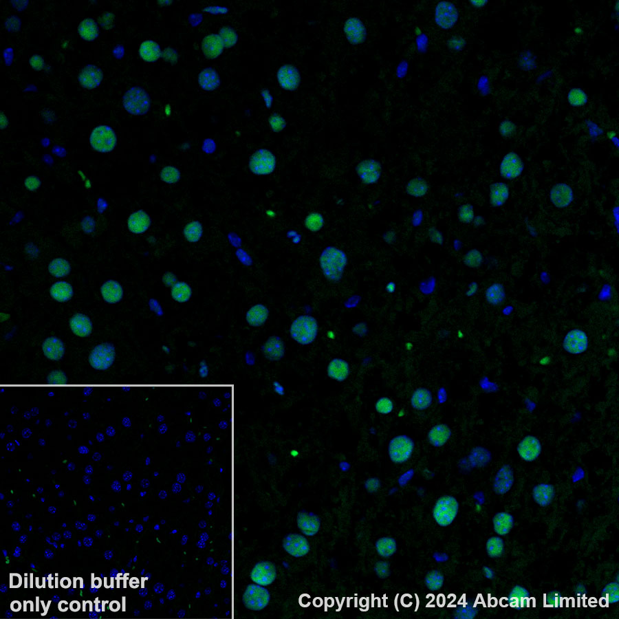 Immunohistochemistry (Formalin/PFA-fixed paraffin-embedded sections) - Alexa Fluor® 488 Anti-Transaldolase 1 antibody [EPR28140-51] (AB322240), expandable thumbnail