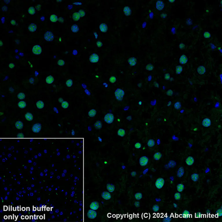 Immunohistochemistry (Formalin/PFA-fixed paraffin-embedded sections) - Alexa Fluor® 488 Anti-Transaldolase 1 antibody [EPR28140-51] (AB322240)