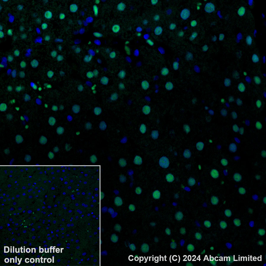 Immunohistochemistry (Formalin/PFA-fixed paraffin-embedded sections) - Alexa Fluor® 488 Anti-Transaldolase 1 antibody [EPR28140-51] (ab322240), expandable thumbnail
