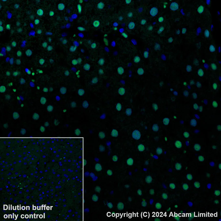 Immunohistochemistry (Formalin/PFA-fixed paraffin-embedded sections) - Alexa Fluor® 488 Anti-Transaldolase 1 antibody [EPR28140-51] (AB322240)