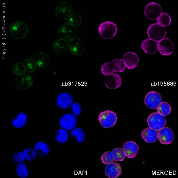 Immunocytochemistry/ Immunofluorescence - Alexa Fluor® 488 Anti-Transferrin Receptor antibody [EPR20584] (AB317529)