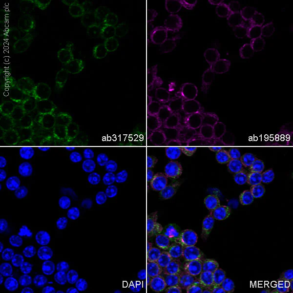 Immunocytochemistry/ Immunofluorescence - Alexa Fluor® 488 Anti-Transferrin Receptor antibody [EPR20584] (AB317529)