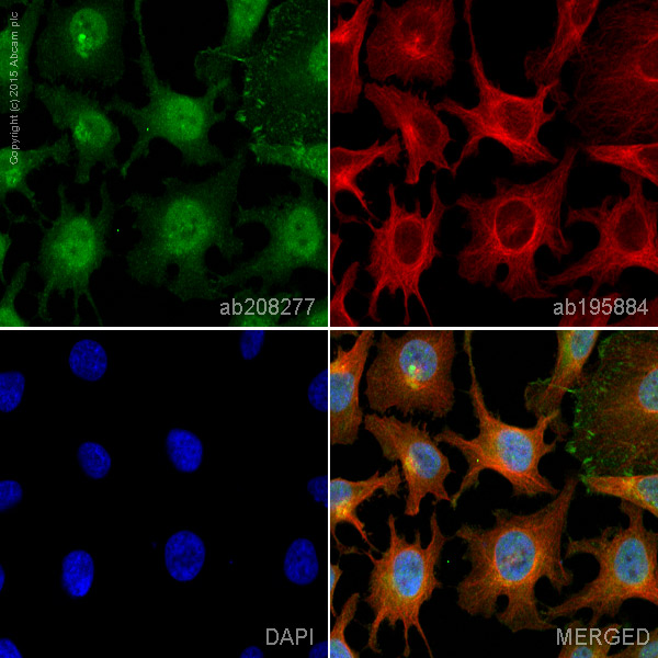 Immunocytochemistry/ Immunofluorescence - Alexa Fluor® 488 Anti-TREX1 antibody [EPR14985] (AB208277)