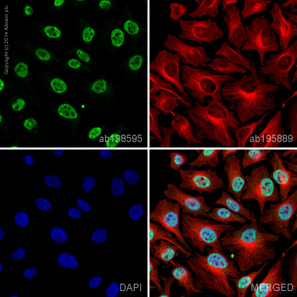 Immunocytochemistry/ Immunofluorescence - Alexa Fluor® 488 Anti-TRF2 antibody [EPR3517(2)] (AB198595), expandable thumbnail