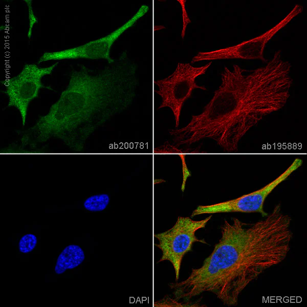 Immunocytochemistry/ Immunofluorescence - Alexa Fluor® 488 Anti-TRIM25/EFP antibody [EPR7315] (AB200781)