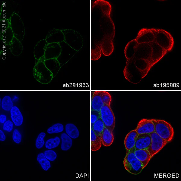 Immunocytochemistry/ Immunofluorescence - Alexa Fluor® 488 Anti-TROP2 antibody [EPR20043] (AB281933)
